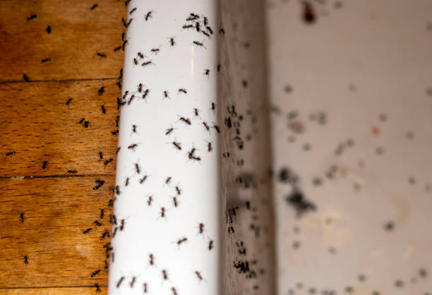 Pest Prevention Services in Wolfhurst, OH