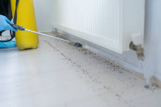 Best Ant Control Services  in Wolfhurst, OH